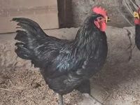 Australorp — foto 6