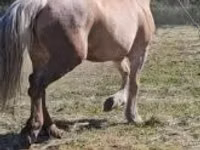 Jument, Chevaux — photo 3