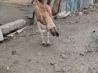Chickens — foto 5