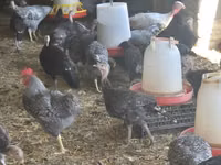 Turkeys — foto 5