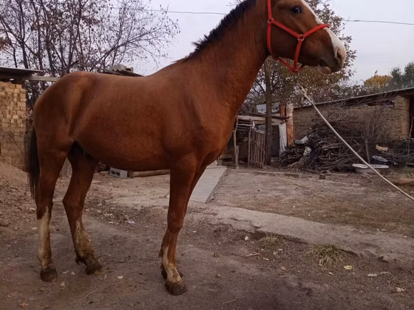 公马, Horses
