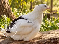 Quails — foto 6