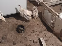 Turkeys — 写真 2