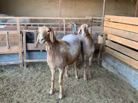 نعجة, Arashan sheep — الصورة 2