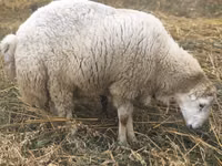 Qoç, Bardhoka sheep — foto 2