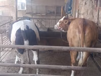 İnek, Simmental cattle — foto 5