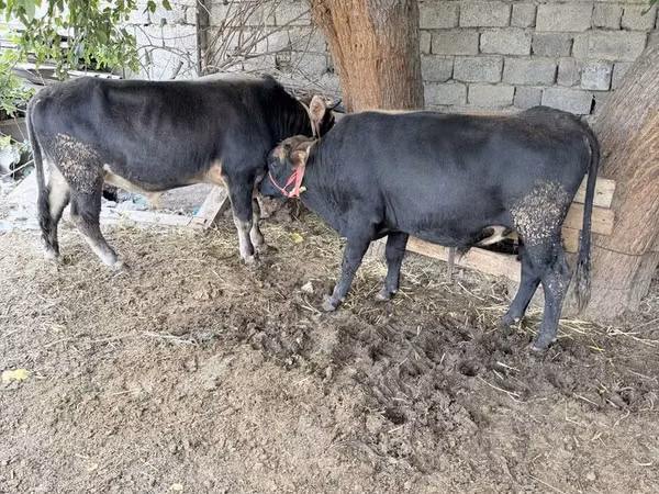 Boğa, Sığır