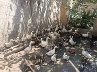 Ducks — zdjęcie 1