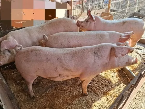 Pigs (batch, sex not specified), 