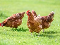 Chickens — 写真 2