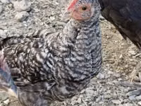 Chickens — foto 1