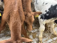 牛只（批次，未指定性别）, Cattle — 照片 1