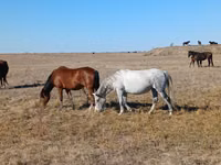 雌馬, Kazakh horse — 写真 4