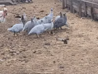 Guinea fowl — Foto 2