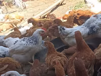 Chickens — foto 1