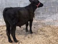 Boğa, Aberdin Angus — foto 5