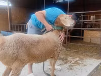 Qoyun, Arashan sheep — foto 4