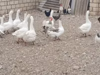 Geese — 写真 3