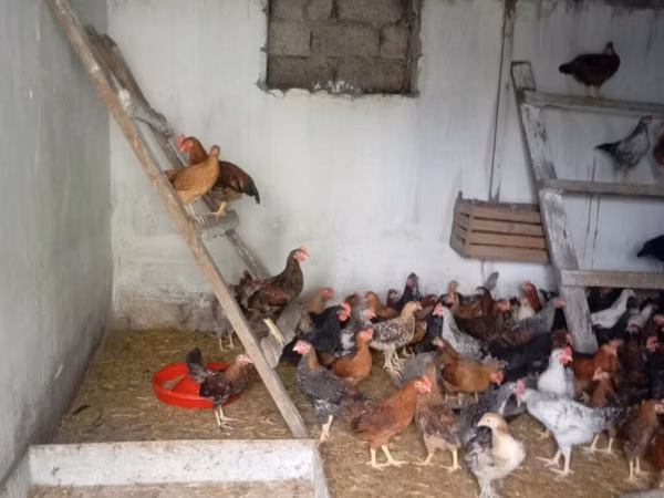 Chickens