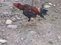 Chickens — foto 3