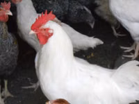 Chickens — zdjęcie 3