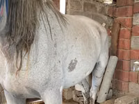 母马, Horses — 照片 4