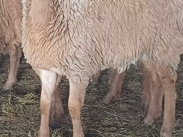 Sheep, Sheep