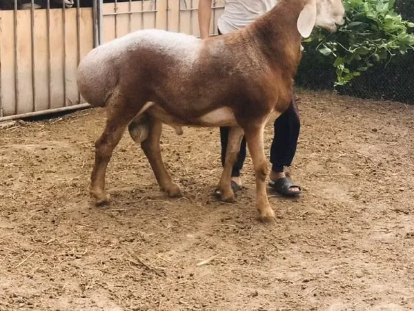 Qoç, Qoyunlar