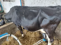Vache, Aberdeen-Angus — photo 2