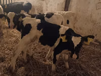 ثور, Russian Black pied cattle — الصورة 2