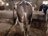 ძროხა, Simmental cattle — ფოტო 1