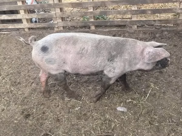 Knur, Świnie