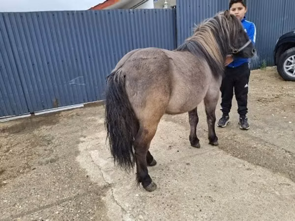 Cavalo, Cavalos