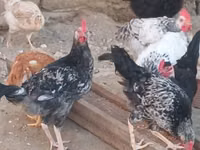 Chickens — foto 1