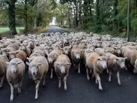 Qoyun, Ile-de-France sheep — foto 4
