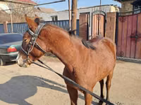 Kůň, Kazakh horse — foto 6