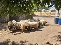 雄羊, Racka sheep — 写真 3