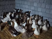 Amerikan Pekin — foto 1