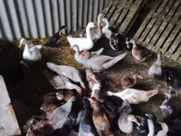 Ducks — Foto 3