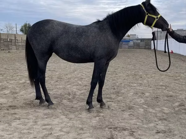 Klisna, Friesian