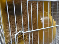 Kiçik heyvan dəsti – cüce hamster və qəfəsi - Növ: cüce hamster (boz — foto 2