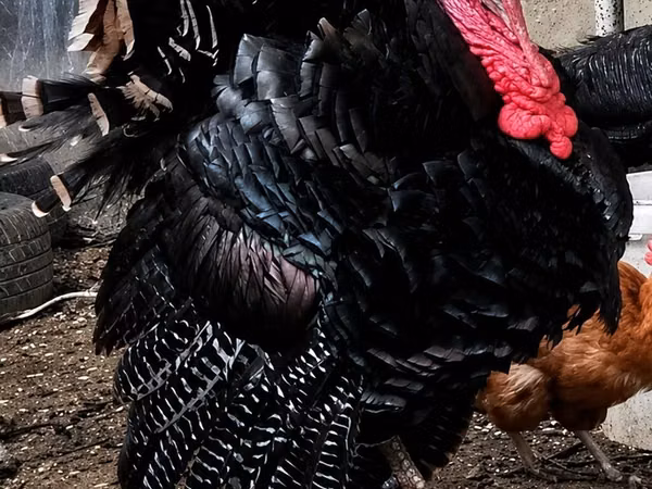 Turkeys — Ozarbayjon