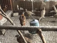 Quails — foto 2