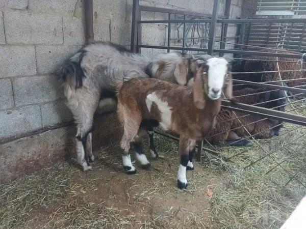 母山羊, Goats