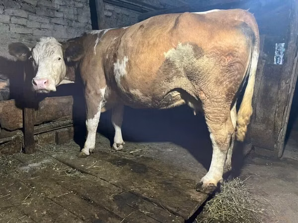 雌牛, Simmental cattle