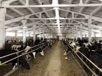 雌牛, Yaroslavl cattle — 写真 5