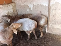 Ovejas (lote, sexo no especificado), Arashan sheep — foto 3