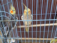 Nimfa (Cockatiel) cütlüyü + qəfəs - Növ: Nimfa papağanı (Cockatiel) — foto 5