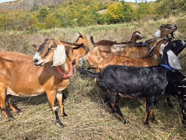Chèvre, Nubian Goat