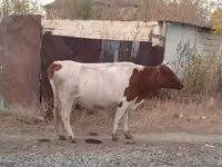 İnek, Simmental cattle — foto 5